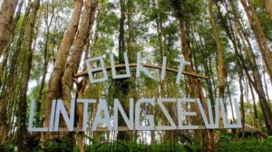 Alamat dan Harga Tiket Masuk Bukit Lintang Sewu Jogja, Spot Wisata Terbaru dengan Suguhan Hutan Kayu Putih