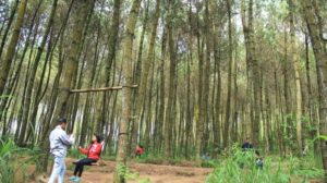 Harga Tiket Masuk dan Lokasi Hutan Pinus Kragilan, Spot Wisata Top Selfie di Magelang