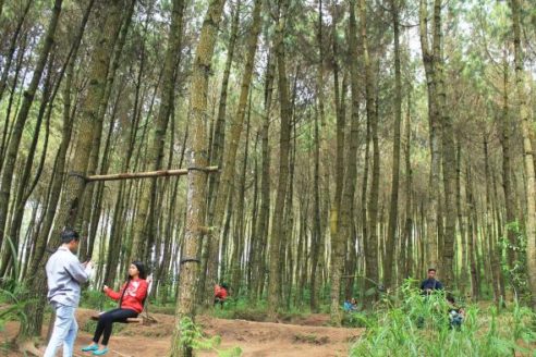 Harga Tiket Masuk dan Lokasi Hutan Pinus Kragilan, Spot Wisata Top Selfie di Magelang