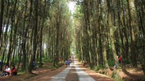 Harga Tiket Masuk dan Lokasi Hutan Pinus Kragilan, Spot Wisata Top Selfie di Magelang