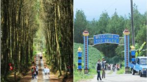 Harga Tiket Masuk dan Lokasi Hutan Pinus Kragilan, Spot Wisata Top Selfie di Magelang
