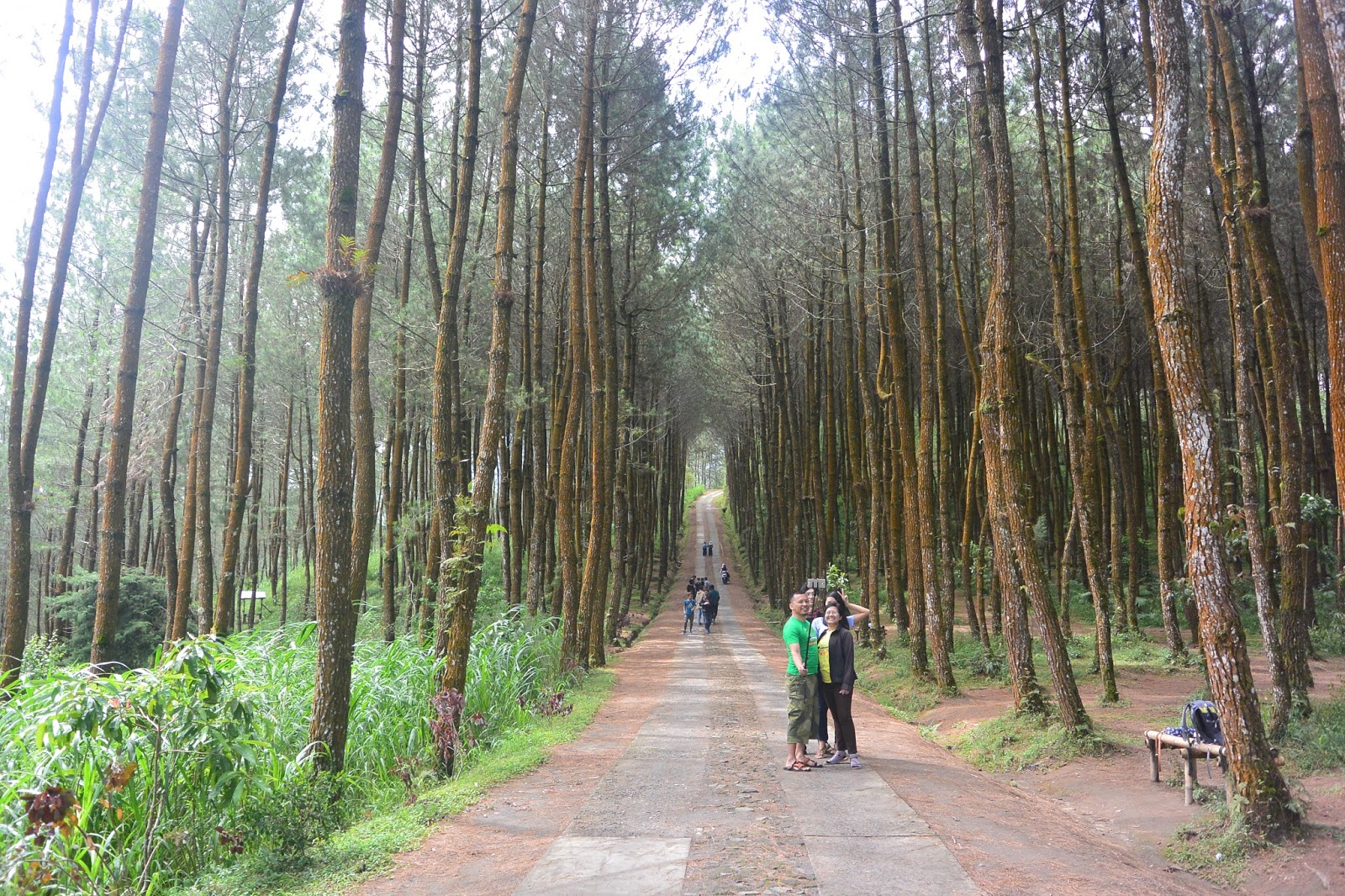 Harga Tiket Masuk Dan Lokasi Hutan Pinus Kragilan Spot