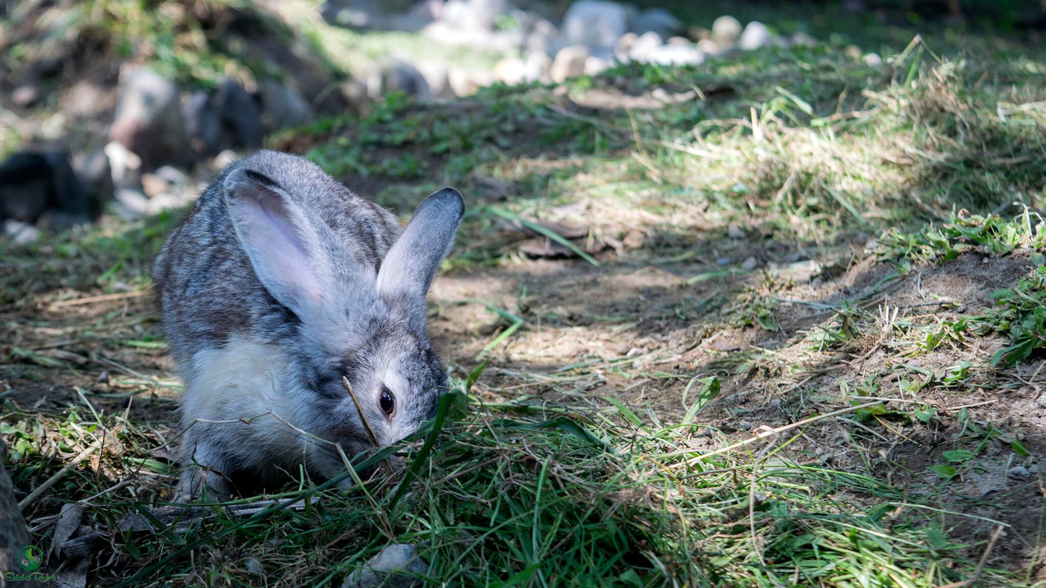 Harga Tiket Masuk dan Lokasi Rabbit Park Blitar, Spot Wisata Terbaru dengan Fasilitas Menarik ...