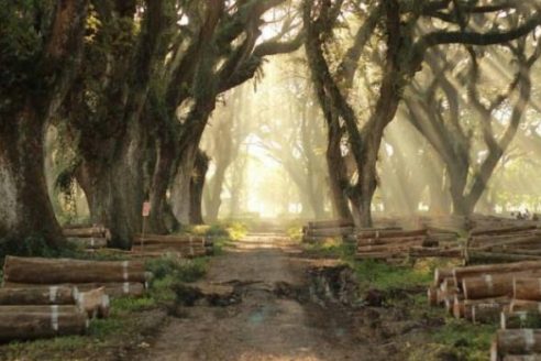 Lokasi dan Harga Tiket Masuk Jawatan Benculuk Banyuwangi, Keindahan Hutan Trembesi Ala Film Fantasi
