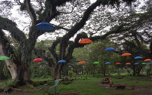 Lokasi dan Harga Tiket Masuk Jawatan Benculuk Banyuwangi, Keindahan Hutan Trembesi Ala Film Fantasi