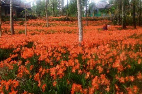 Lokasi dan Harga Tiket Masuk Kebun Bunga Amarilis Jogja, Taman Incara Selfie Jangan Dirusak Lagi