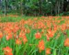 Lokasi dan Harga Tiket Masuk Kebun Bunga Amarilis Jogja, Taman Incara Selfie Jangan Dirusak Lagi