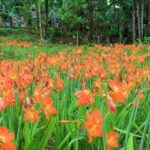 Lokasi dan Harga Tiket Masuk Kebun Bunga Amarilis Jogja, Taman Incara Selfie Jangan Dirusak Lagi