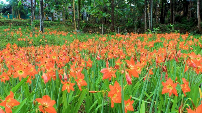 Lokasi dan Harga Tiket Masuk Kebun Bunga  Amarilis  Jogja 