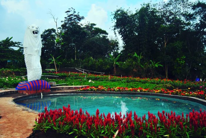 Lokasi dan Harga Tiket Masuk Taman Bunga Celosia Bandungan 