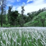 Lokasi dan Harga Tiket Masuk Kawah Ilalang Bondowoso, Destinsi Wisata Yang Masih Terjaga Keasriannya
