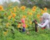 Lokasi dan Harga Tiket Masuk Kebun Bunga Matahari Bantul Jogja, Spot Wisata Ngehits Cocok Untuk Pecinta Selfie