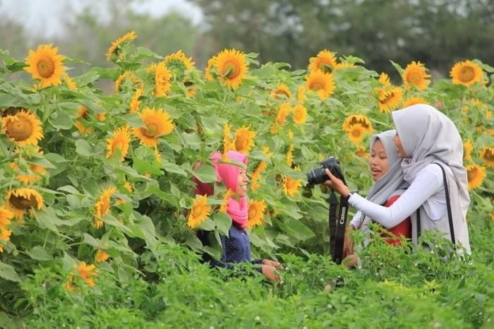 Lokasi Dan Harga Tiket Masuk Kebun Bunga Matahari Bantul Jogja Spot Wisata Ngehits Cocok Untuk Pecinta Selfie Daka Tour