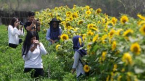 Lokasi dan Harga Tiket Masuk Kebun Bunga Matahari Bantul Jogja, Spot Wisata Ngehits Cocok Untuk Pecinta Selfie