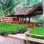 Rute dan Harga Tiket Masuk Kebun Teh Nglinggo Samigaluh Kulon Progo, Menikmati Keindahan Alam Bebas Tanpa Batas