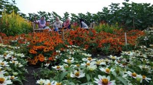 Alamat dan Harga Tiket Masuk Resoinangun Garden Bantul, Pesona Keindahan Kebun Bunga dengan Sejuta View