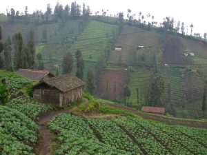 Lokasi dan Jalan Menuju Desa Ngadas Malang, Desa Tertinggi di Pulau Jawa dengan Sejarah Unik
