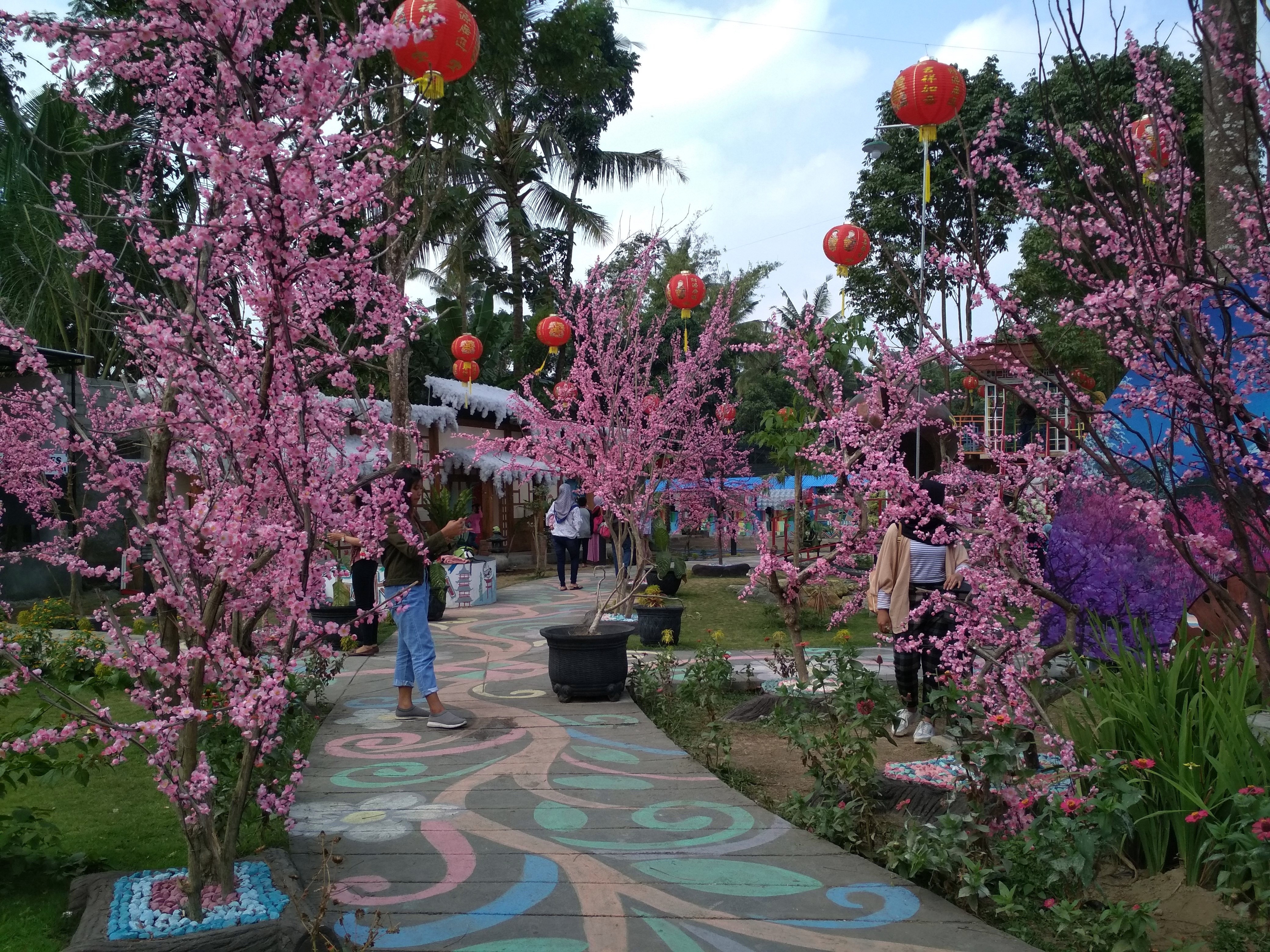 Wisata Di Blitar Bunga Sakura Tempat Wisata Indonesia