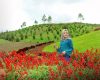 Rute dan Harga Tiket Masuk Sapo Juma Tongging Sumatera Utara, Pesona Resort dengan View Bunga Cantik
