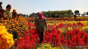 Lokasi dan Harga Tiket Masuk Taman Dewi Cemara Cettar Kediri, Suguhan Wisata Terbaru dari Kota Tahu