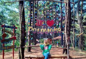 Harga Tiket Masuk dan Lokasi Wana Wisata Polowono Batang, Perpaduan Keindahan Perbukitan dengan Pohon Pinus