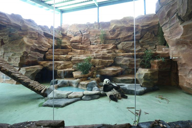 tiket safari panda