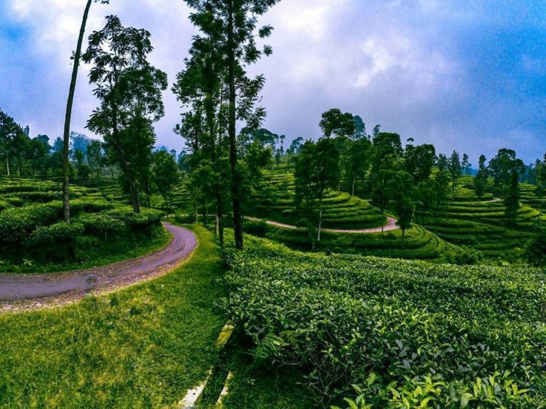 Pemandangan indah di Kebun Teh Pagilaran Pekalongan
