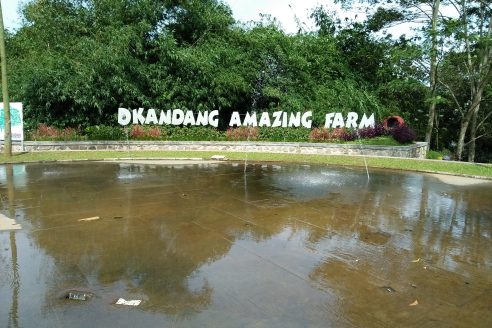Harga Tiket Masuk dan Lokasi D Kandang Amazing Farm Depok, Wisata Edukasi dengan Banyak Spot Foto Selfie