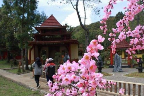 Rute dan Harga Tiket Masuk Sakura Hills Tawangmangu, Destinasi Wisata Instagramable Ala Negeri Sakura
