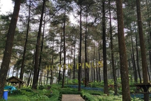 Lokasi Dan Harga Tiket Masuk Hutan Pinus Limpakuwus Banyumas, Nikmati Sensasi Liburan dengan Berbagai Wahana Seru