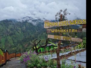 Lokasi Dan Harga Tiket Masuk Taman Edelweiss Wonokitri Pasuruan, Tempat Bersemayamnya Bunga Abadi