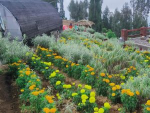 Lokasi Dan Harga Tiket Masuk Taman Edelweiss Wonokitri Pasuruan, Tempat Bersemayamnya Bunga Abadi